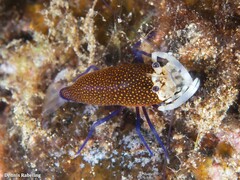 Gnathophyllum elegans