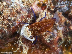 Gnathophyllum elegans