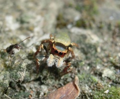 Carrhotus xanthogramma