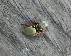 Carrhotus xanthogramma