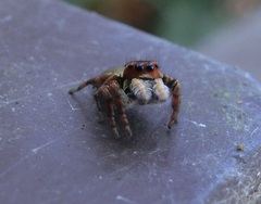 Carrhotus xanthogramma