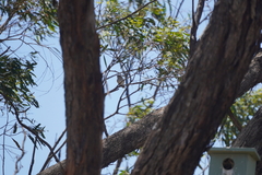 Chrysococcyx osculans