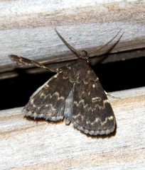 Idia scobialis