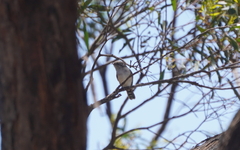 Chrysococcyx osculans