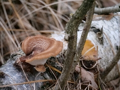 Fomitopsis betulina