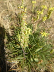 Plantago maritima serpentina