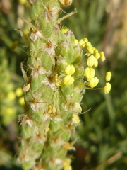 Plantago maritima serpentina