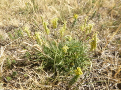 Plantago maritima serpentina