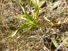 Gentiana cruciata