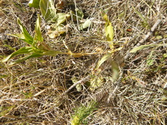 Gentiana cruciata