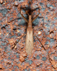 Sastrapada australica