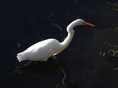 Ardea alba