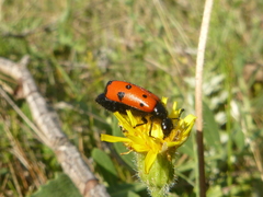 Mylabris quadripunctata