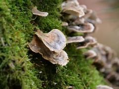 Trametes versicolor