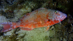 Sparisoma chrysopterum