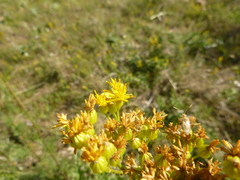 Jacobaea adonidifolia