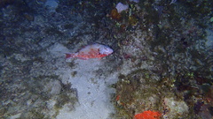 Sparisoma chrysopterum