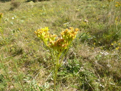 Jacobaea adonidifolia