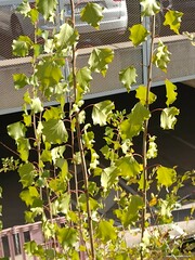Populus × canadensis