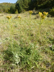 Jacobaea adonidifolia