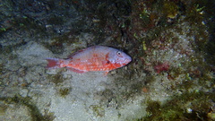 Sparisoma chrysopterum