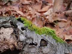 Hypnum cupressiforme