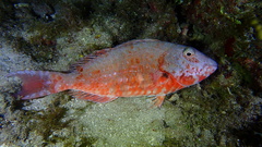Sparisoma chrysopterum