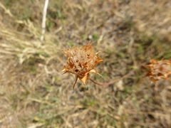 Armeria arenaria