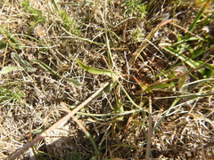 Armeria arenaria