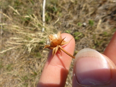 Armeria arenaria