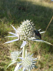 Eryngium bourgatii