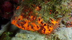 Hyattella cavernosa