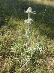Eryngium bourgatii