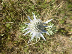Eryngium bourgatii