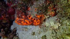 Hyattella cavernosa