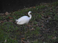 Egretta garzetta