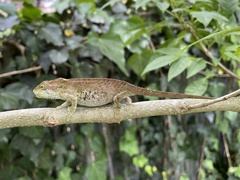 Bradypodion damaranum