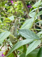 Bradypodion damaranum