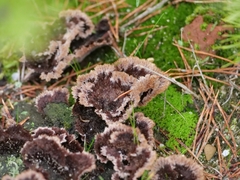 Thelephora terrestris