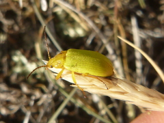 Cteniopus sulphureus