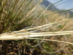 Stipa
