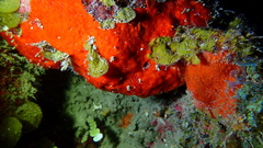 Clathria spinosa