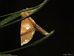 Prothysana terminalis