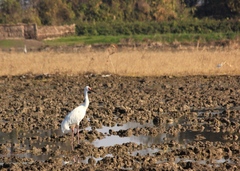 Leucogeranus leucogeranus