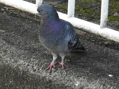 Columba livia domestica