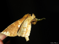 Prothysana terminalis