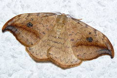 Drepana falcataria
