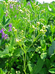 Galium octonarium