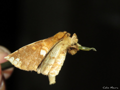 Prothysana terminalis