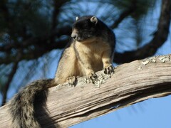 Sciurus niger shermani